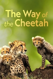 The Way of the Cheetah  